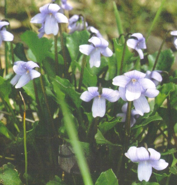 Viola sieberana
